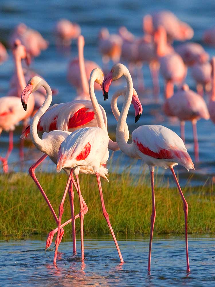 Flamingos on Lake Elementaita bird safari private flying safari Kenya ©bushtreksafaris