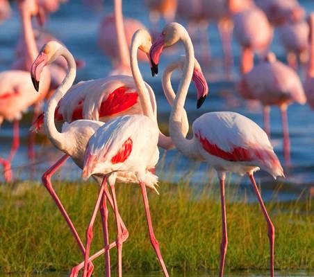 Flamingos on Lake Elementaita bird safari private flying safari Kenya ©bushtreksafaris