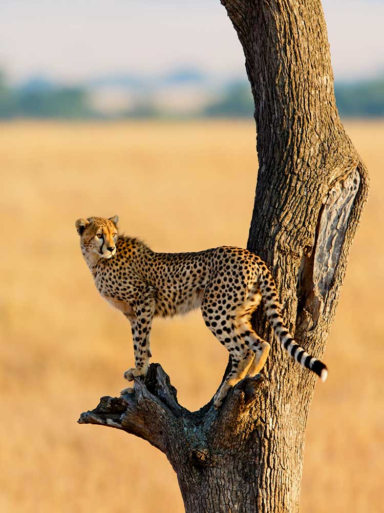 amazing photo of cheetah standing on a tree scanning grassland Kenya photography safari ©bushtreksafaris