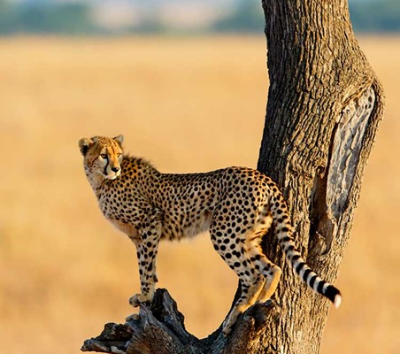 amazing photo of cheetah standing on a tree scanning grassland Kenya photography safari ©bushtreksafaris