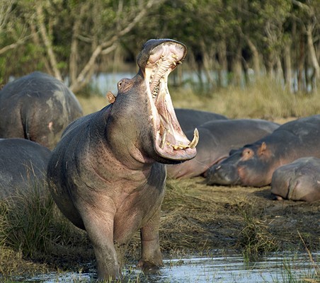 Yawning Hippo Tarangire national park photography safari ©