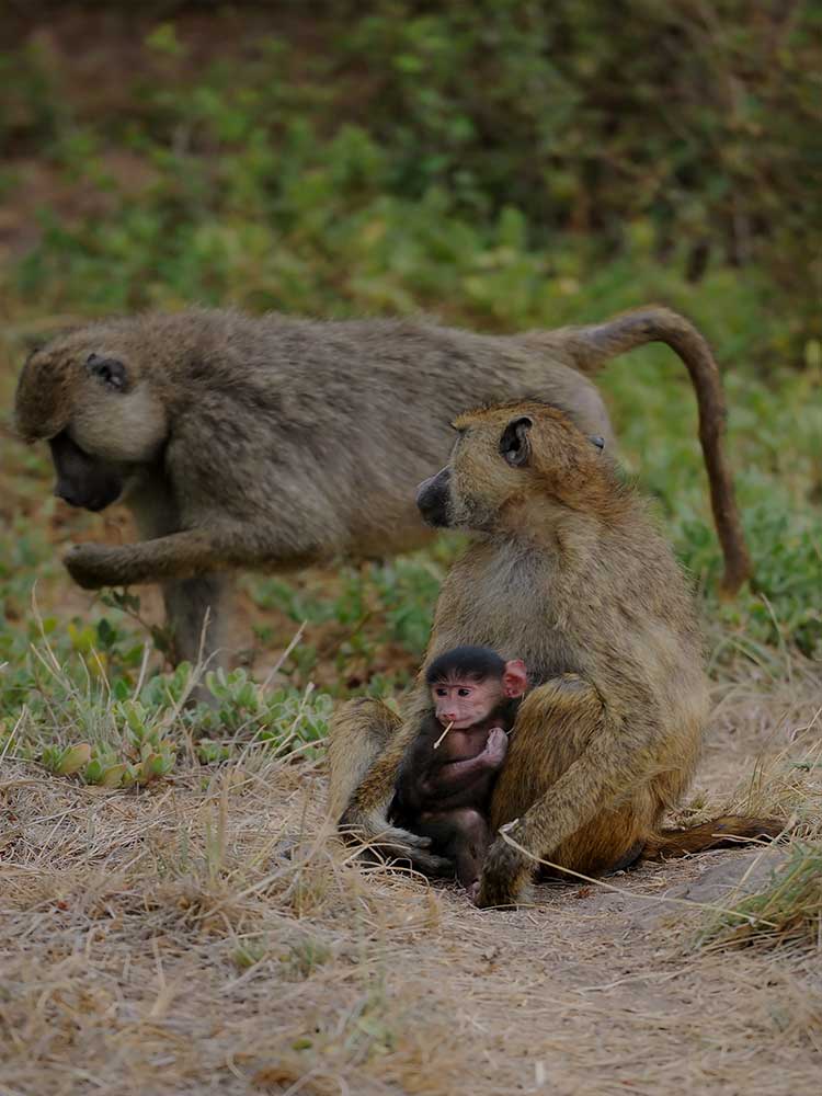 Baboon and cute Baby on Kenya Safari ©bushtreksafaris