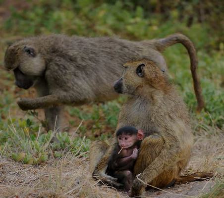 Baboon and cute Baby on Kenya Safari ©bushtreksafaris