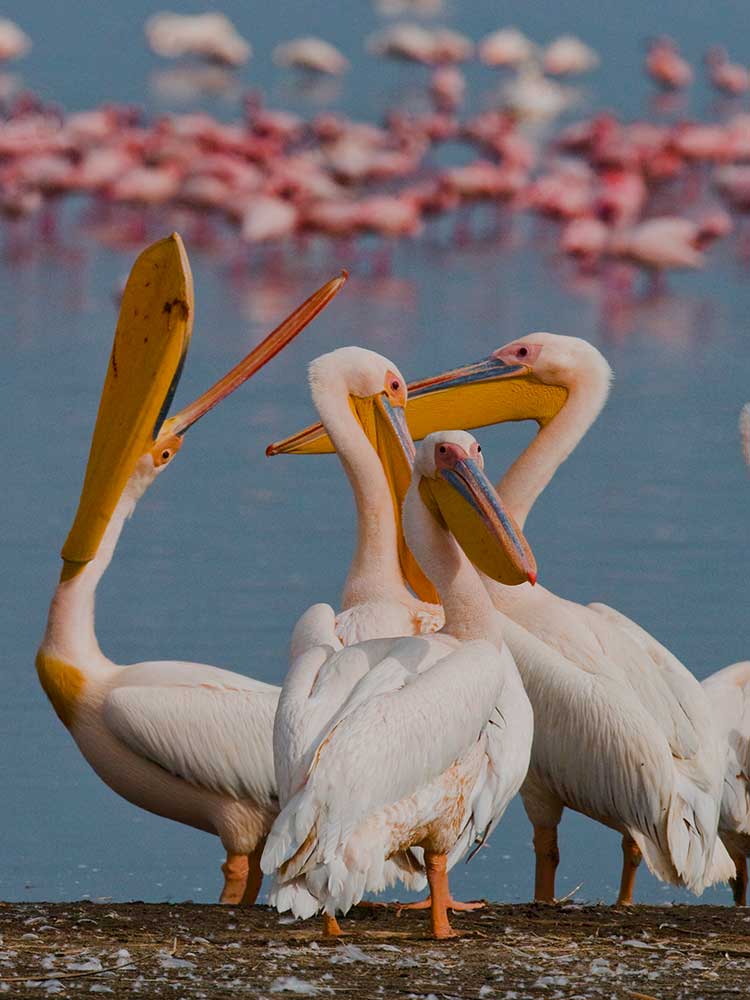 gorgeous pelicans of lake elementaita with Flamingos share the lake private kenya safari ©bushtreksafaris