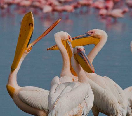 gorgeous pelicans of lake elementaita with Flamingos share the lake private kenya safari ©bushtreksafaris