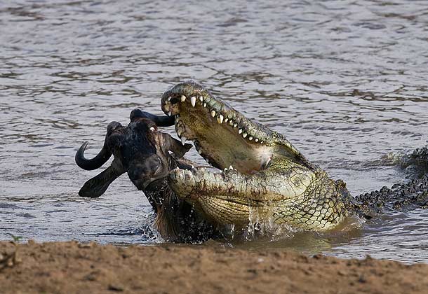 Crocodile jaws open attacking wildebeest migration mara river bank