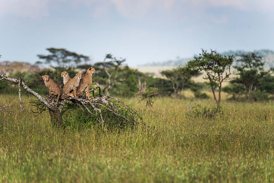 Cheetah Family of four sat on tree peering into grasslands maasai mara safari holiday ©bushtreksafaris