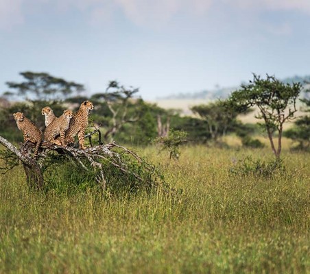 Cheetah Family of four sat on tree peering into grasslands maasai mara safari holiday ©bushtreksafaris