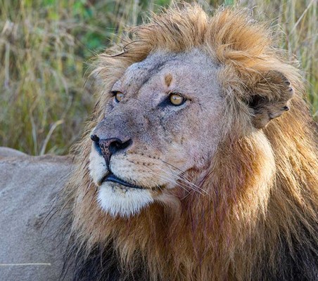 beautiful closeup lion stare on luxury game drive in serengeti ®bushtreksafaris