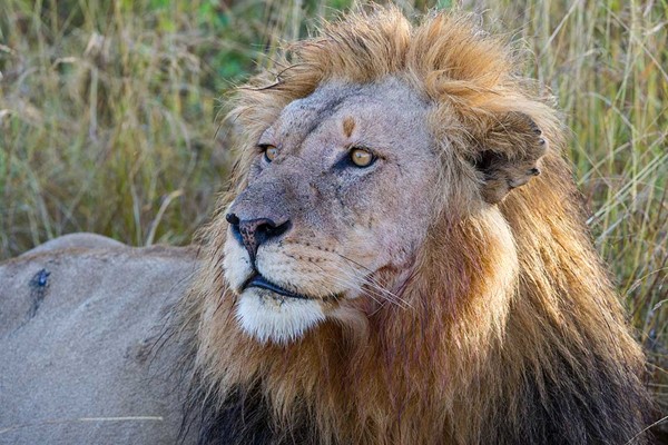 beautiful closeup lion stare on luxury game drive in serengeti ®bushtreksafaris