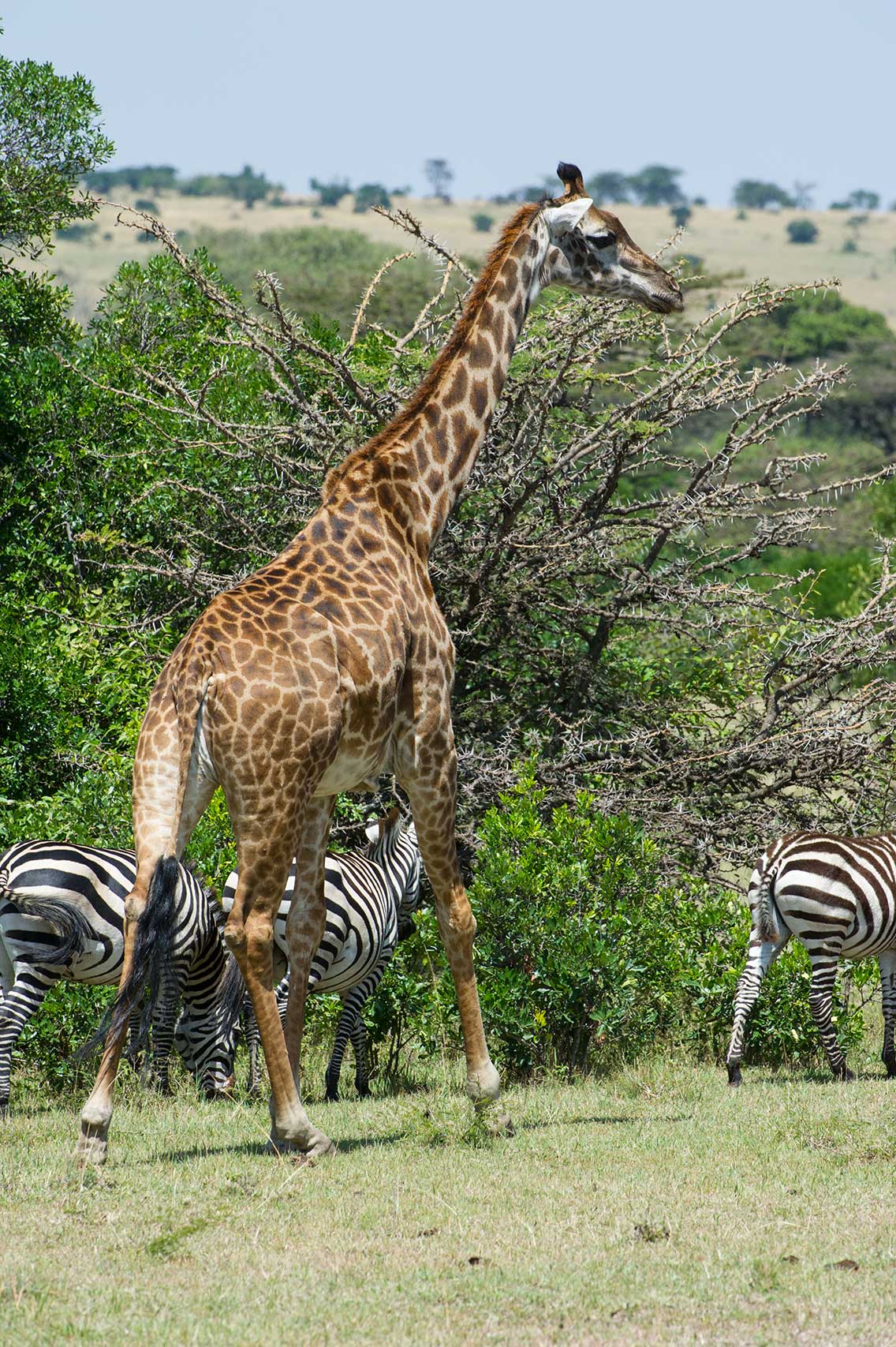giraffe and zebra spotted feeding photography safari Kenya ®bushtreksafaris