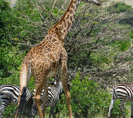 giraffe and zebra spotted feeding photography safari Kenya ®bushtreksafaris