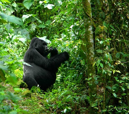 male Gorilla sighting in Bwindi Uganda tracking safari ©bushtreksafaris