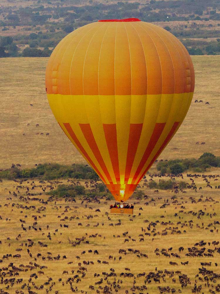 Balloon Safari gliding over Herd Wildebeest dry season maasai mara ©bushtreksafaris
