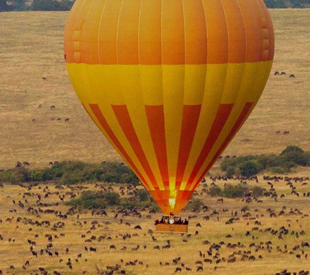 Balloon Safari gliding over Herd Wildebeest dry season maasai mara ©bushtreksafaris