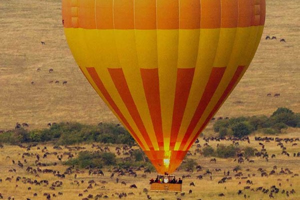 Balloon Safari gliding over Herd Wildebeest dry season maasai mara ©bushtreksafaris