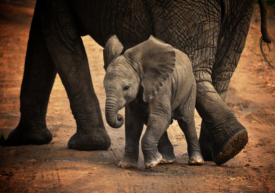 baby elephant flapping ears kenya safari ®bushtreksafaris