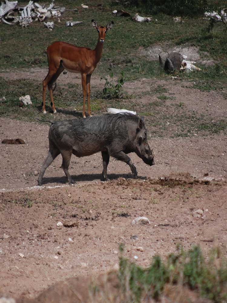 funny Warthog Butt Scratch  on dry river bed maasai mara conservancy #end ©bushtreksafaris