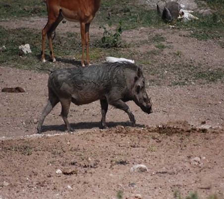 funny Warthog Butt Scratch  on dry river bed maasai mara conservancy #end ©bushtreksafaris