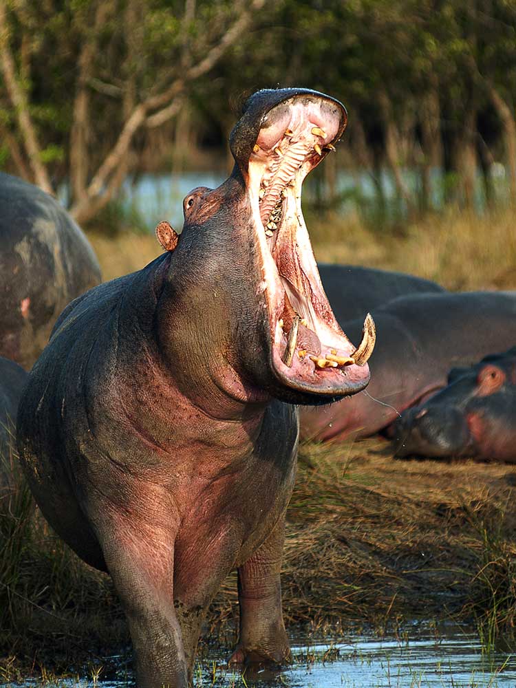 Yawning Hippo Tarangire spectacular photography safari breathtaking wild africa safari ©bushtreksafaris