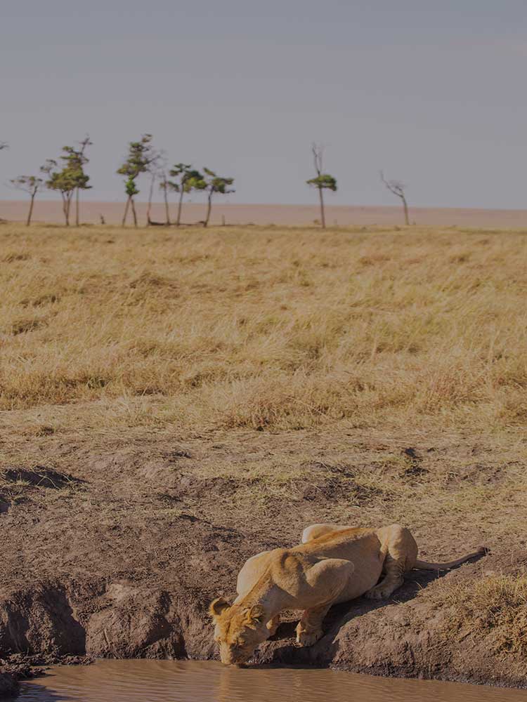 Lioness Drinking Dry Savanah