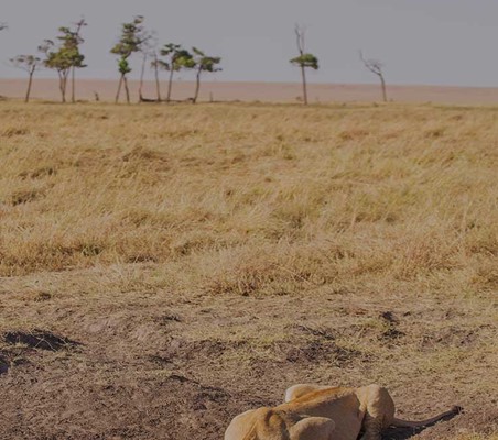 Lioness Drinking Dry Savanah