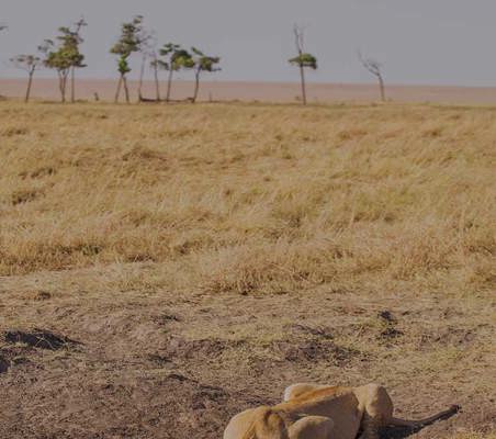 Lioness Drinking Dry Savanah